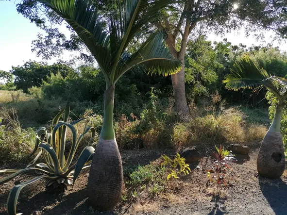 IN EXCLUSIVITY - prime land parcel measuring 29 perches, perfectly suited for a remarkable residential project in Cal...