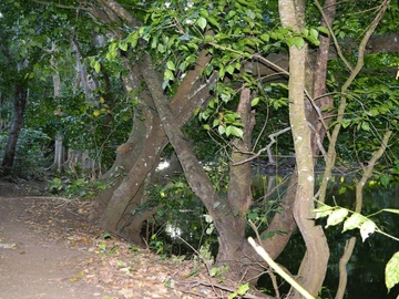 Residential Land