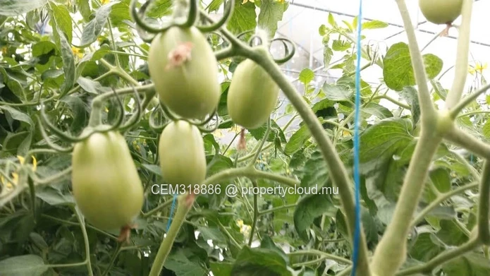 8.47 Perches Residential Land for Sale with Fully Equipped Greenhouse – Rivière des Anguilles