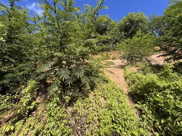 Agricultural Land