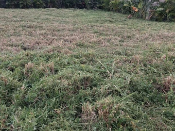 Residential Land