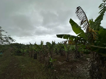 Agricultural Land