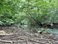 Splendid plot along the river in Cap Tamarin