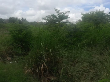 Agricultural Land