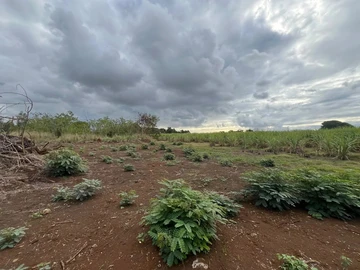 Terrain Agricole