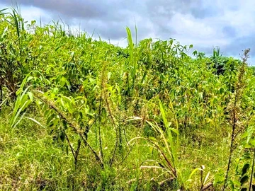 Residential Land For Sale In Pont Praslin