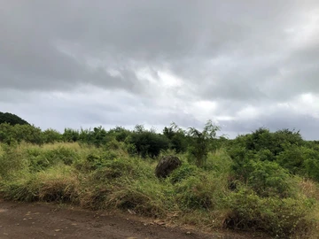 Agricultural Land