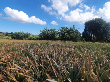 Terrain Agricole