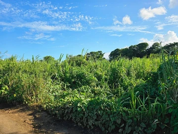 Terrain Agricole