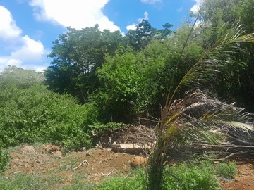 Agricultural Land