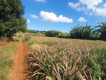 Terrain Agricole