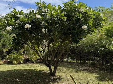 Residential Land