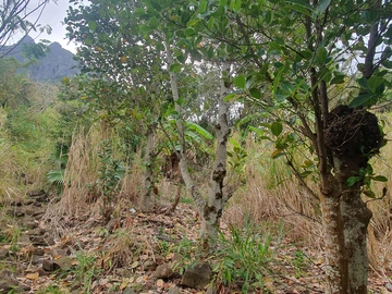Agricultural Land