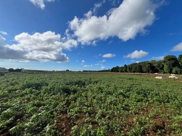 Terrain Agricole
