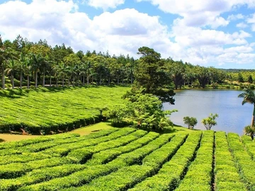 Agricultural Land