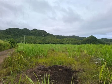 Agricultural Land