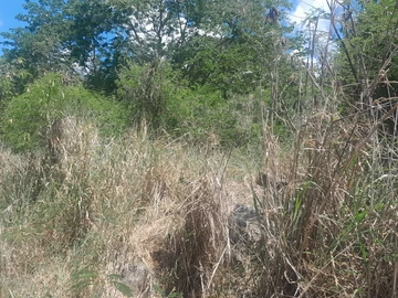 Agricultural Land