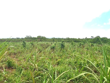 Agricultural Land