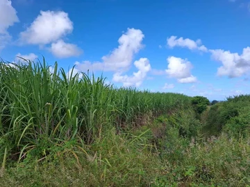 Agricultural Land