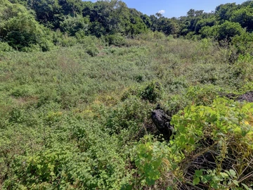 Agricultural Land