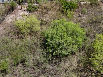Terrain