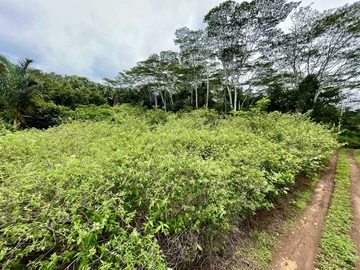 Agricultural Land