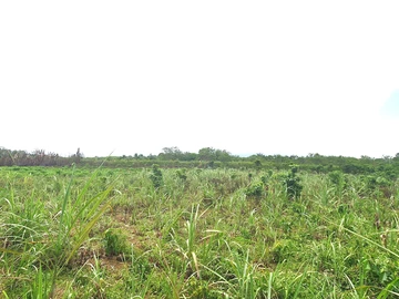 Agricultural Land