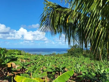 Agricultural Land