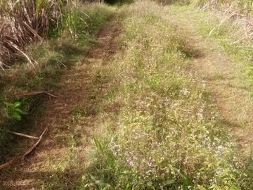 Agricultural Land