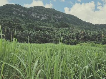 Terrain Agricole