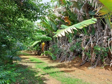 Agricultural Land