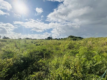 Land
